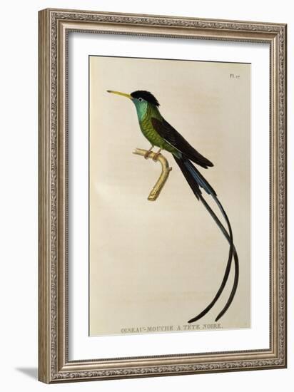 Red-Billed Streamertail (Trochilus Polytmus)-null-Framed Giclee Print