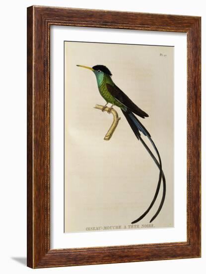 Red-Billed Streamertail (Trochilus Polytmus)-null-Framed Giclee Print