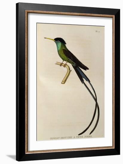 Red-Billed Streamertail (Trochilus Polytmus)-null-Framed Giclee Print