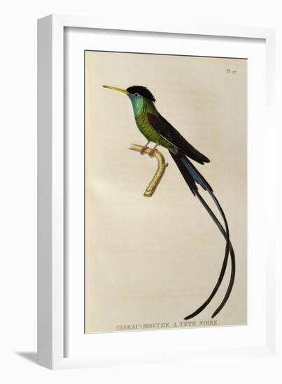 Red-Billed Streamertail (Trochilus Polytmus)-null-Framed Giclee Print