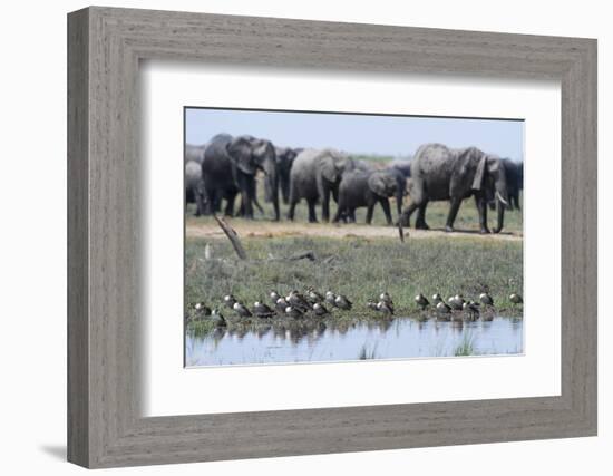 Red-Billed Teal (Anas Erythrorhyncha), Savuti Marsh, Chobe National Park, Botswana, Africa-Sergio Pitamitz-Framed Photographic Print