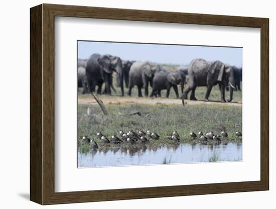 Red-Billed Teal (Anas Erythrorhyncha), Savuti Marsh, Chobe National Park, Botswana, Africa-Sergio Pitamitz-Framed Photographic Print