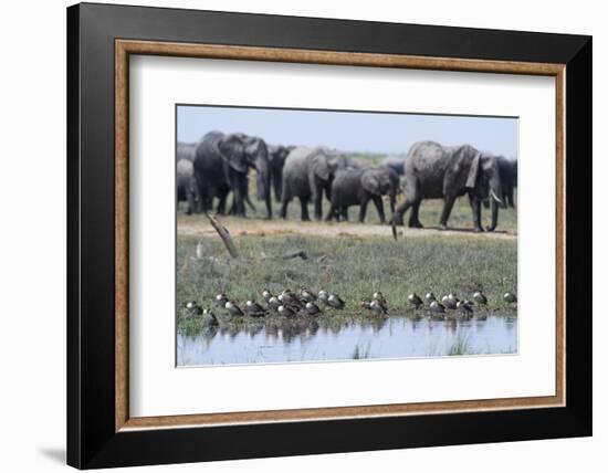 Red-Billed Teal (Anas Erythrorhyncha), Savuti Marsh, Chobe National Park, Botswana, Africa-Sergio Pitamitz-Framed Photographic Print