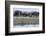 Red-Billed Teal (Anas Erythrorhyncha), Savuti Marsh, Chobe National Park, Botswana, Africa-Sergio Pitamitz-Framed Photographic Print