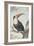 Red-billed Toucan, 1748-Aert Schouman-Framed Giclee Print