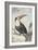 Red-billed Toucan, 1748-Aert Schouman-Framed Giclee Print