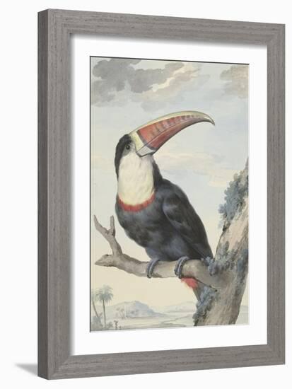 Red-billed Toucan, 1748-Aert Schouman-Framed Giclee Print