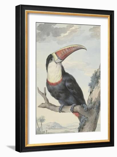 Red-billed Toucan, 1748-Aert Schouman-Framed Giclee Print