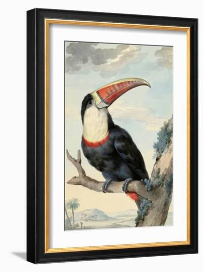 Red-billed Toucan, c. 1748-Aert Schouman-Framed Art Print