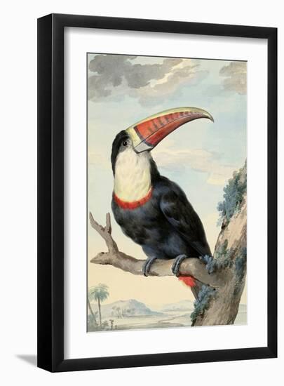 Red-billed Toucan, c. 1748-Aert Schouman-Framed Art Print