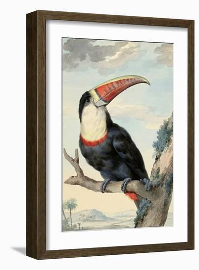 Red-billed Toucan, c. 1748-Aert Schouman-Framed Art Print