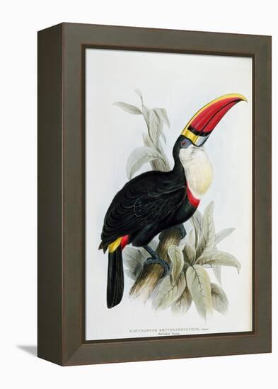 Red-Billed Toucan, from A Monograph of the Ramphastidae, or Family of Toucans, by John Gould-Edward Lear-Framed Premier Image Canvas