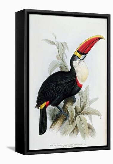 Red-Billed Toucan, from A Monograph of the Ramphastidae, or Family of Toucans, by John Gould-Edward Lear-Framed Premier Image Canvas