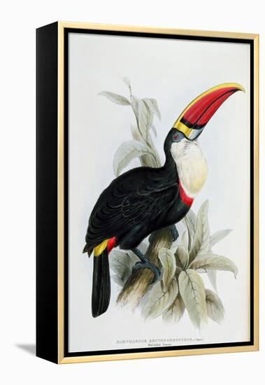 Red-Billed Toucan, from A Monograph of the Ramphastidae, or Family of Toucans, by John Gould-Edward Lear-Framed Premier Image Canvas