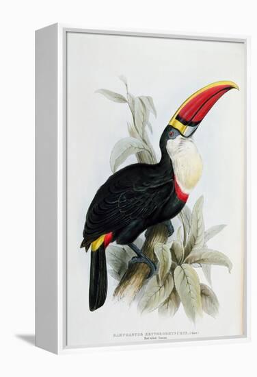 Red-Billed Toucan, from A Monograph of the Ramphastidae, or Family of Toucans, by John Gould-Edward Lear-Framed Premier Image Canvas