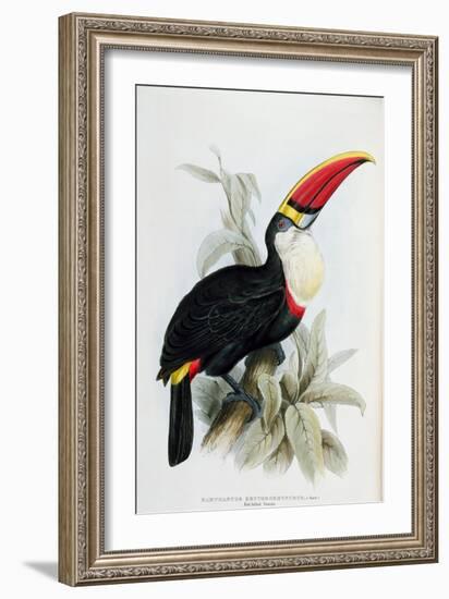 Red-Billed Toucan, from A Monograph of the Ramphastidae, or Family of Toucans, by John Gould-Edward Lear-Framed Giclee Print