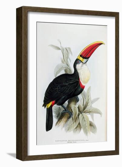 Red-Billed Toucan, from A Monograph of the Ramphastidae, or Family of Toucans, by John Gould-Edward Lear-Framed Giclee Print