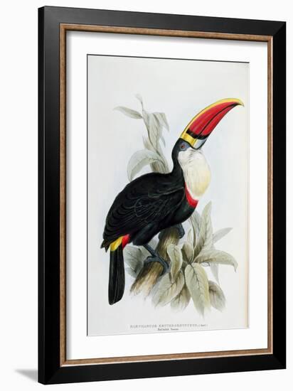 Red-Billed Toucan, from A Monograph of the Ramphastidae, or Family of Toucans, by John Gould-Edward Lear-Framed Giclee Print