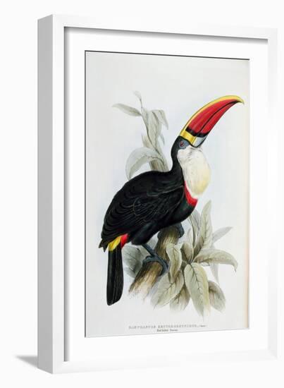 Red-Billed Toucan, from A Monograph of the Ramphastidae, or Family of Toucans, by John Gould-Edward Lear-Framed Giclee Print