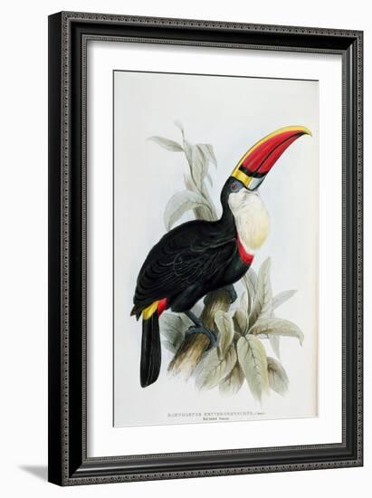 Red-Billed Toucan, from A Monograph of the Ramphastidae, or Family of Toucans, by John Gould-Edward Lear-Framed Giclee Print