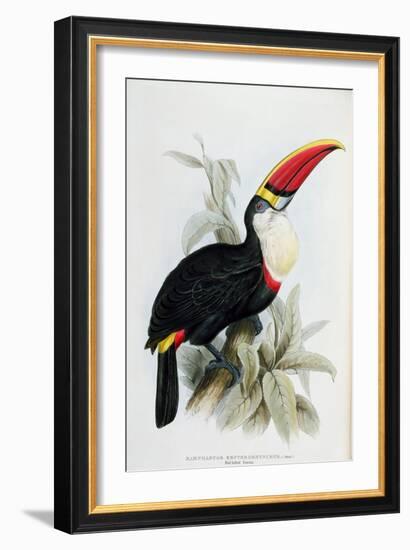 Red-Billed Toucan, from A Monograph of the Ramphastidae, or Family of Toucans, by John Gould-Edward Lear-Framed Giclee Print