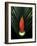 Red Bird of Paradise and Palm Leaf Isolated-Christian Slanec-Framed Photographic Print