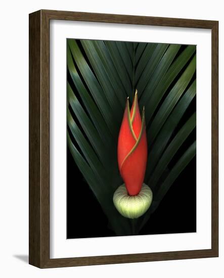 Red Bird of Paradise and Palm Leaf Isolated-Christian Slanec-Framed Photographic Print