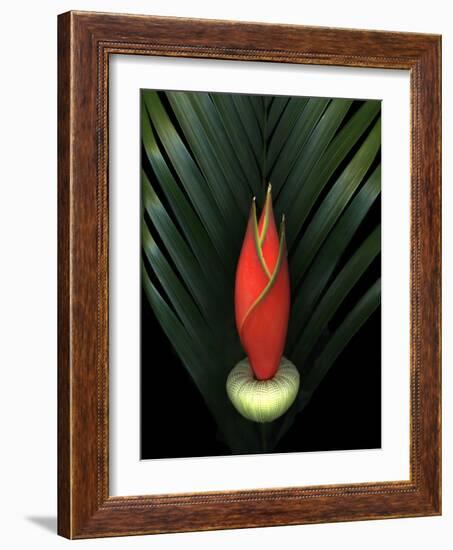 Red Bird of Paradise and Palm Leaf Isolated-Christian Slanec-Framed Photographic Print