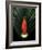 Red Bird of Paradise and Palm Leaf Isolated-Christian Slanec-Framed Photographic Print