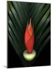 Red Bird of Paradise and Palm Leaf Isolated-Christian Slanec-Mounted Photographic Print