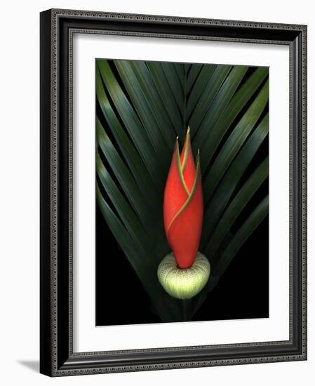 Red Bird of Paradise and Palm Leaf Isolated-Christian Slanec-Framed Photographic Print