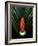 Red Bird of Paradise and Palm Leaf Isolated-Christian Slanec-Framed Photographic Print