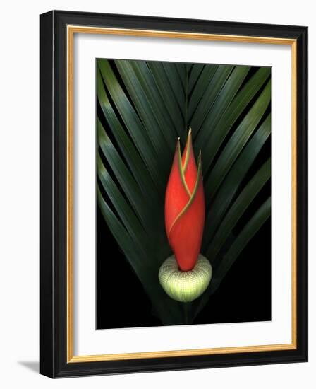 Red Bird of Paradise and Palm Leaf Isolated-Christian Slanec-Framed Photographic Print