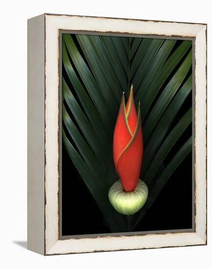 Red Bird of Paradise and Palm Leaf Isolated-Christian Slanec-Framed Premier Image Canvas