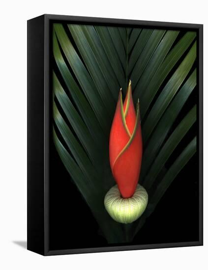 Red Bird of Paradise and Palm Leaf Isolated-Christian Slanec-Framed Premier Image Canvas