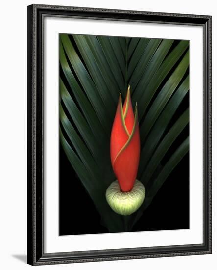 Red Bird of Paradise and Palm Leaf Isolated-Christian Slanec-Framed Photographic Print