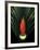 Red Bird of Paradise and Palm Leaf Isolated-Christian Slanec-Framed Photographic Print