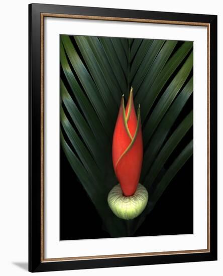 Red Bird of Paradise and Palm Leaf Isolated-Christian Slanec-Framed Photographic Print