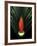 Red Bird of Paradise and Palm Leaf Isolated-Christian Slanec-Framed Photographic Print