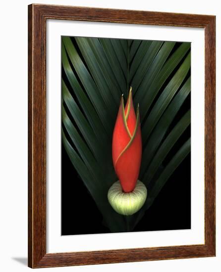 Red Bird of Paradise and Palm Leaf Isolated-Christian Slanec-Framed Photographic Print