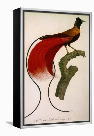 Red Bird of Paradise, Paradisaea Rubra-Jacques Barraband-Framed Premier Image Canvas