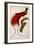 Red Bird of Paradise, Paradisaea Rubra-Jacques Barraband-Framed Giclee Print