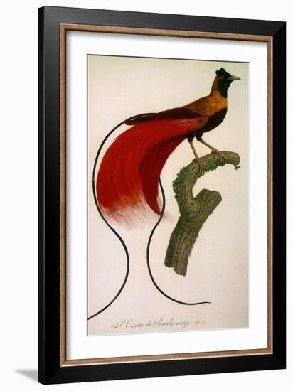 Red Bird of Paradise, Paradisaea Rubra-Jacques Barraband-Framed Giclee Print