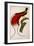 Red Bird of Paradise, Paradisaea Rubra-Jacques Barraband-Framed Giclee Print