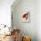 Red Bird of Paradise, Paradisaea Rubra-Jacques Barraband-Mounted Giclee Print displayed on a wall