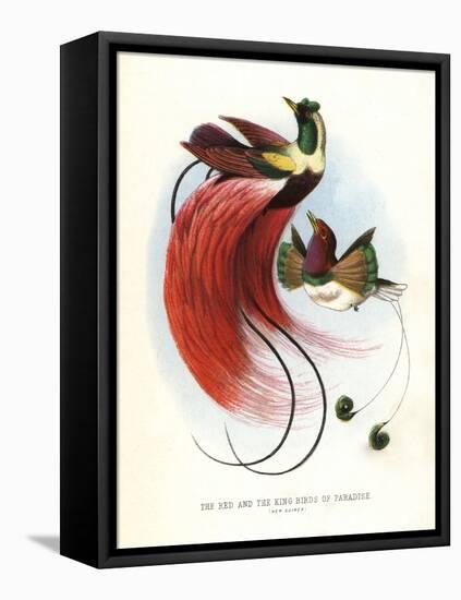 Red Bird-Of-Paradise-null-Framed Premier Image Canvas