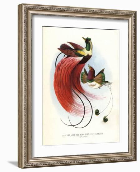 Red Bird-Of-Paradise-null-Framed Giclee Print