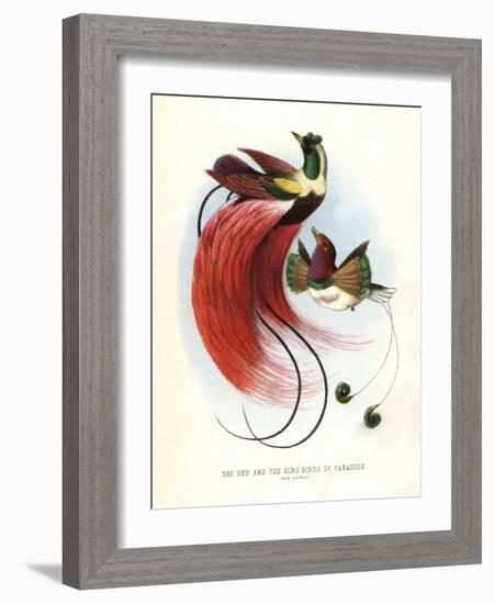 Red Bird-Of-Paradise-null-Framed Giclee Print