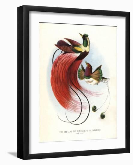 Red Bird-Of-Paradise-null-Framed Giclee Print
