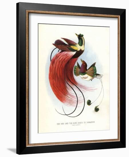 Red Bird-Of-Paradise-null-Framed Giclee Print